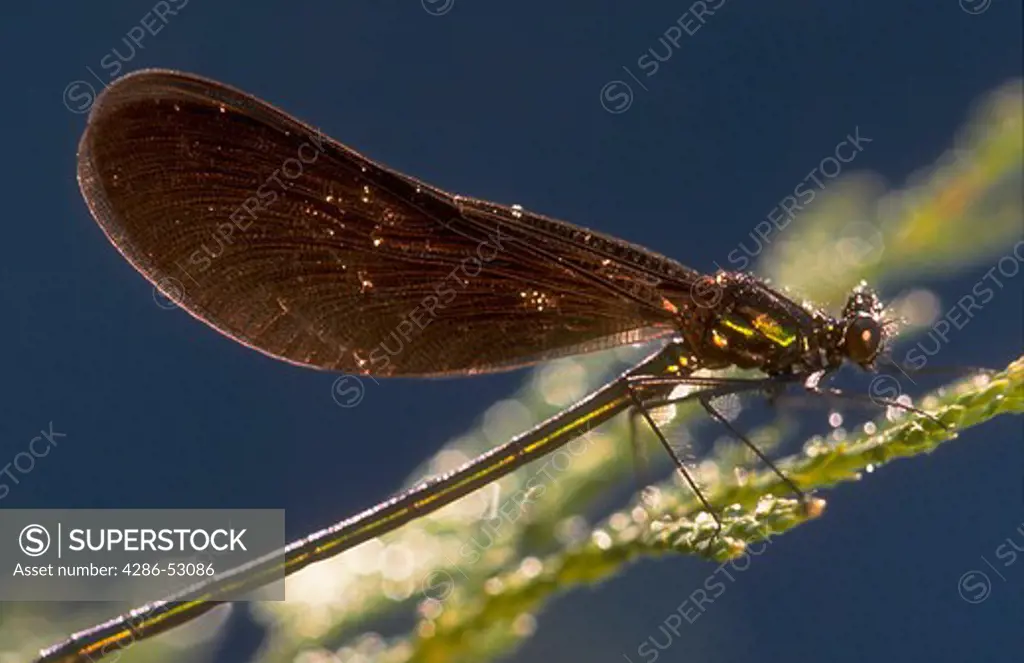 Close-up of a dragon fly sitting on a blade of grass.