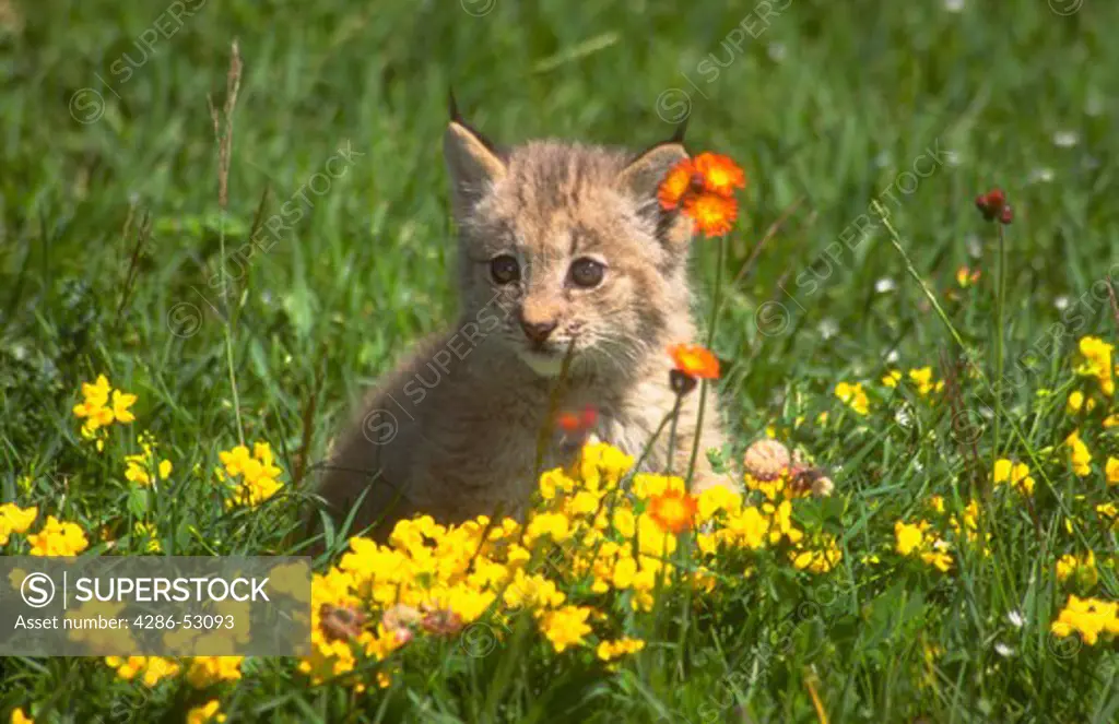 Close-up of a lynx cub sitting in a field of flowers.