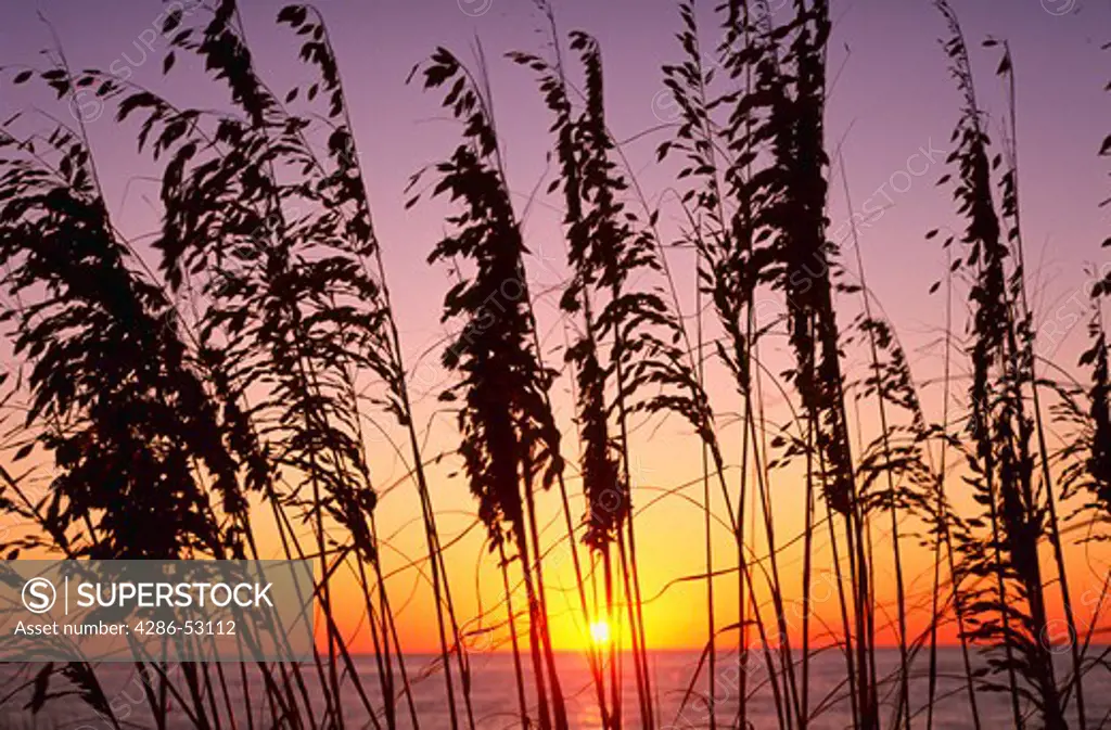 Silhouette of sea oats against sunset.  Uniola paniculata.