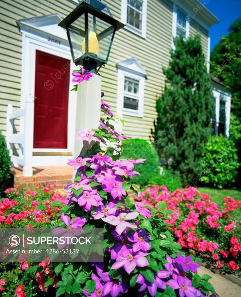 Purple clematis flowers entwine lampost in front of two story frame house. Roses line the front walkway. Property released.