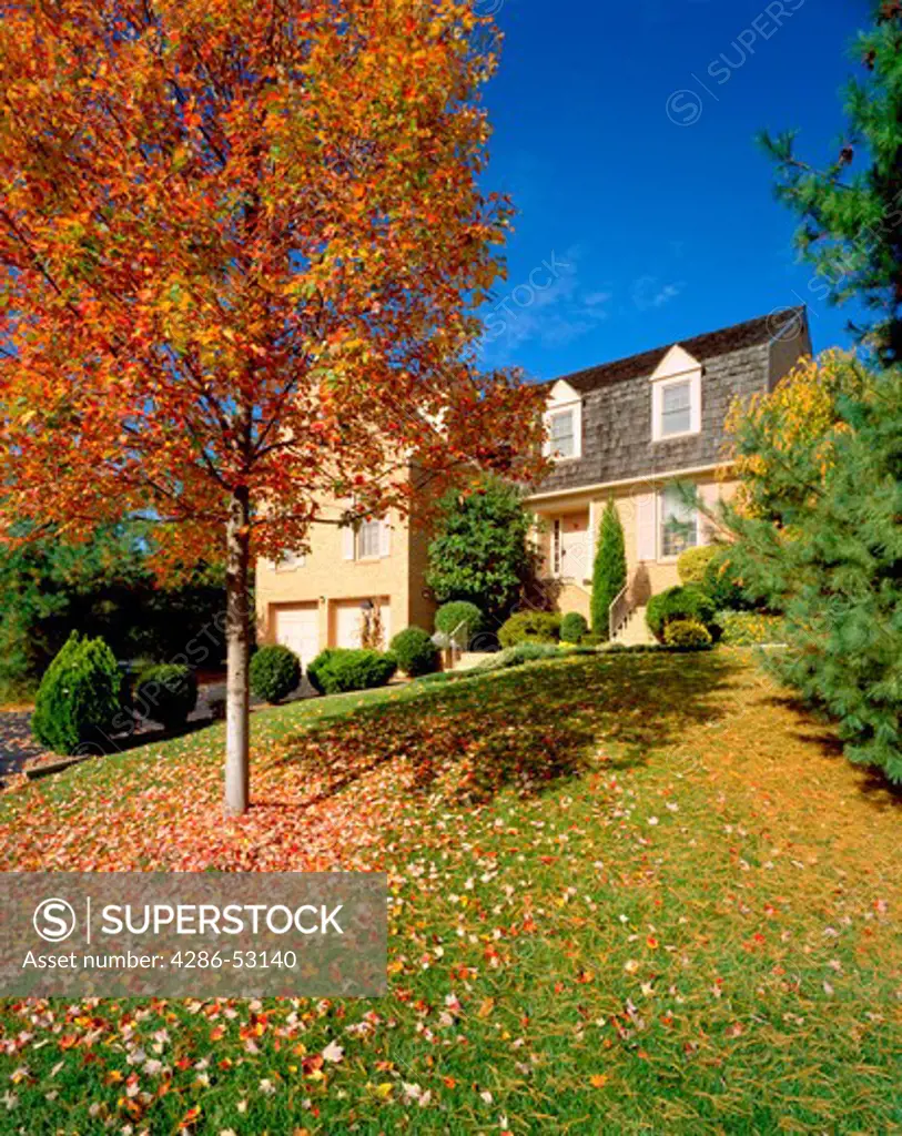Maple tree with colorful autumn leaves in sloping front yard of large tan brick two story house. Property released.