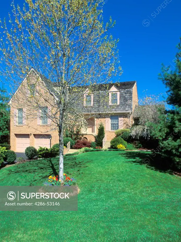 Exterior view of sloping front yard of large tan brick two story house with budding tree surrounded by colorful tulips. Property released.