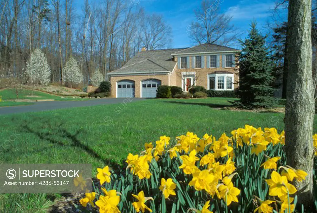 Yellow daffodils in foreground of exterior view of front of large tan brick house with two car garage and long driveway. Property released.