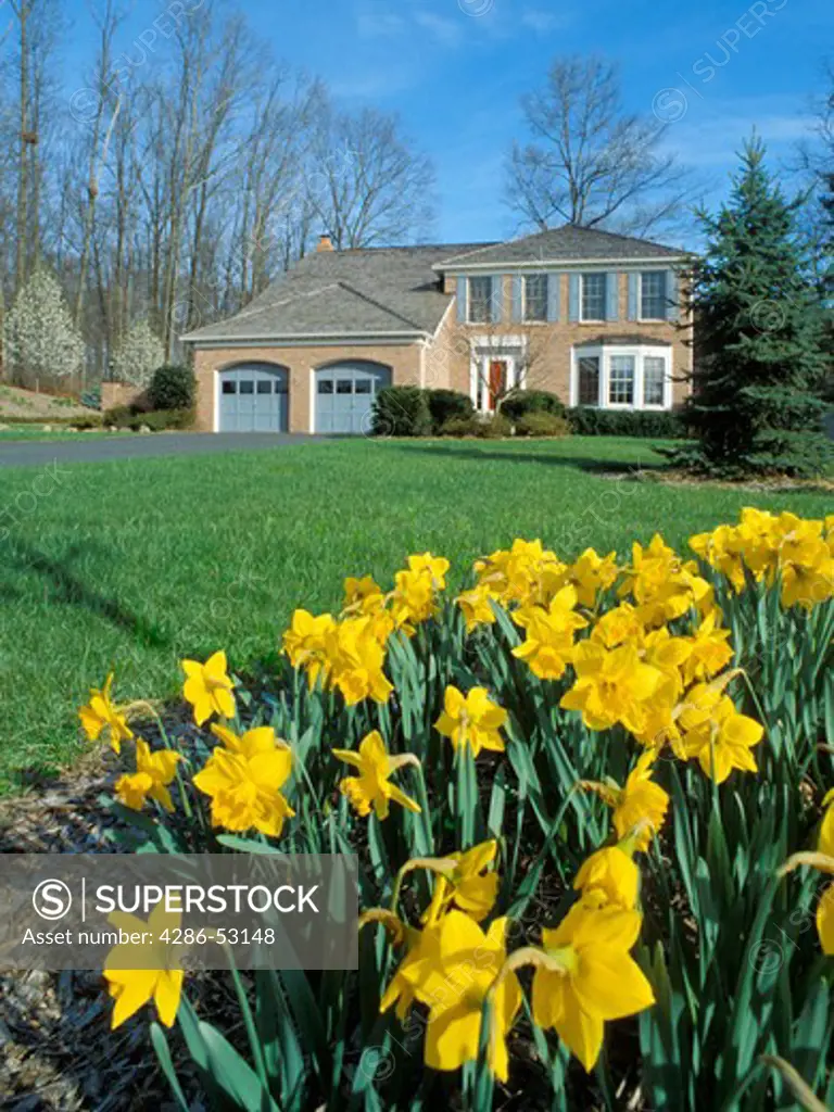 Yellow daffodils in foreground of exterior view of front of large tan brick house with two car garage and long driveway. Property released.