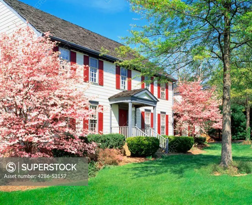 Pink flowering dogwoods flank large two story white frame house with red shutters. Property released.