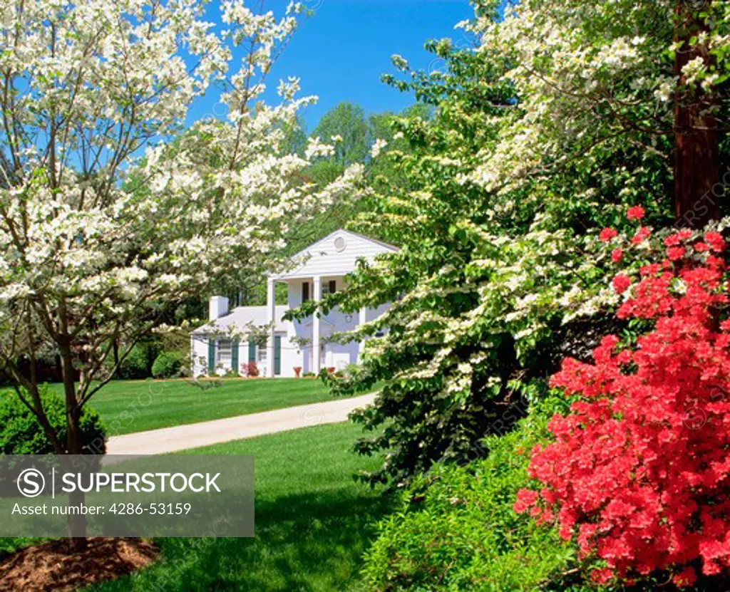 Flowering dogwoods and red azaleas partially obscure front of white colonial house. Property released.
