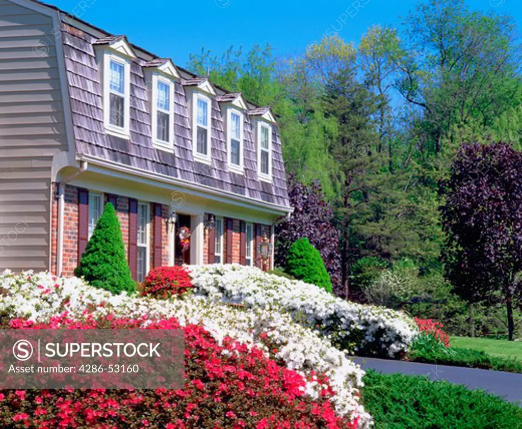 Flowering red and white azaleas in front of red brick two story house with cedar shake mansard roof. Property released.
