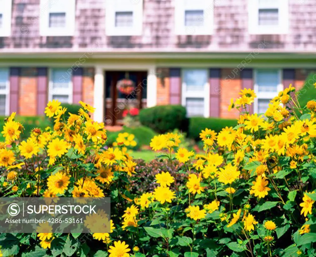 Yellow flowers in bloom with two story brick house out of focus in background. Property released.