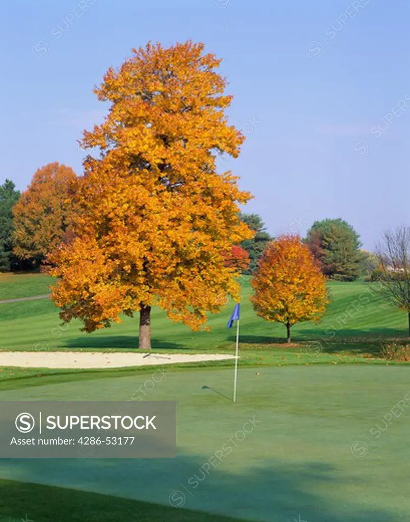 Trees with golden autumn leaves overlook a putting green and sand trap on a golf course. Property released.