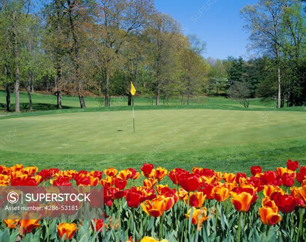 A yellow flag on a black & white pole marks the hole on a golf course green. Red & yellow tulips bloom in the foreground. Property released.