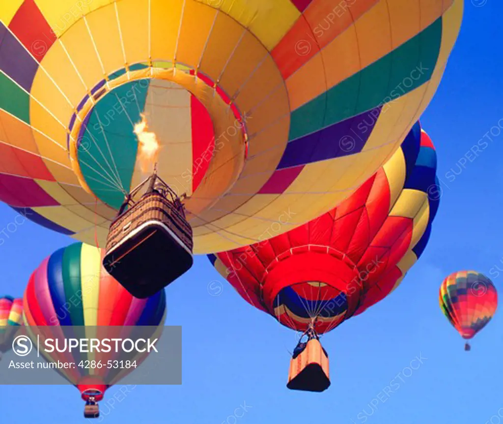 Five colorful hot air balloons rise majestically skyward into the cloudless blue sky.