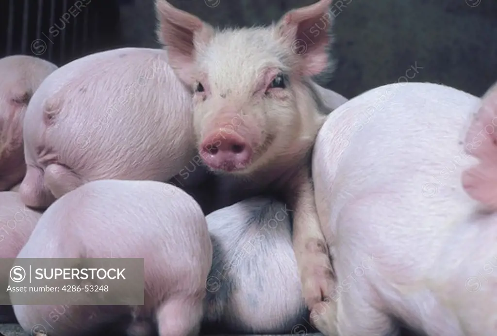 One baby pig faces the camera while surrounded by the backsides of other little pigs.