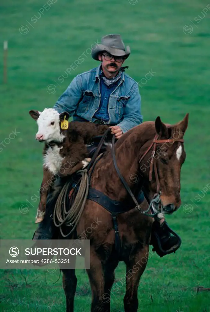 Cowbow carries a tagged Hereford calf across his lap as he rides his horse