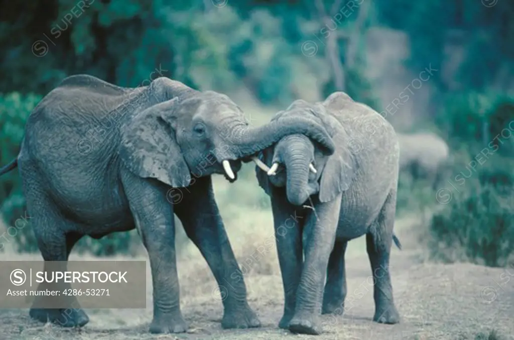 Two female elephants playing with each other in Masi Mara, Kenya, Africa, Loxodonya africana.