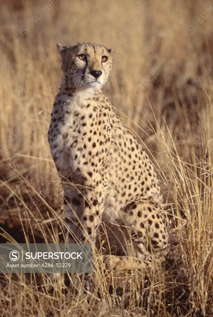 Cheetah sitting in the tall grass looking alert in Okonjima Guest Farm, Namibia, Africa, Acinonyx jubatus. 
