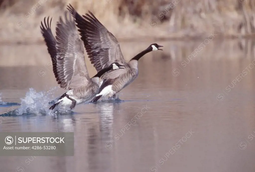 Pair of Canadian geese taking off into the air from the water in Snake River, Hagerman, Idaho, Branta canadensis. 