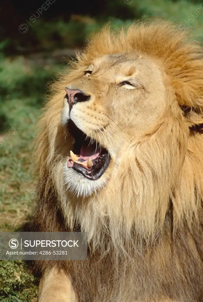 Large, male African lion yawning while in captivity at the Smithsonian National Zoo in Washington, D.C., Panthera leo. 