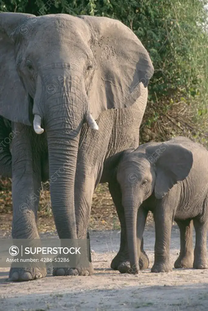 Female, African elephant and her calf walking next to each other at Chobe National Park, Botswana, Africa, Loxodonya africana. 
