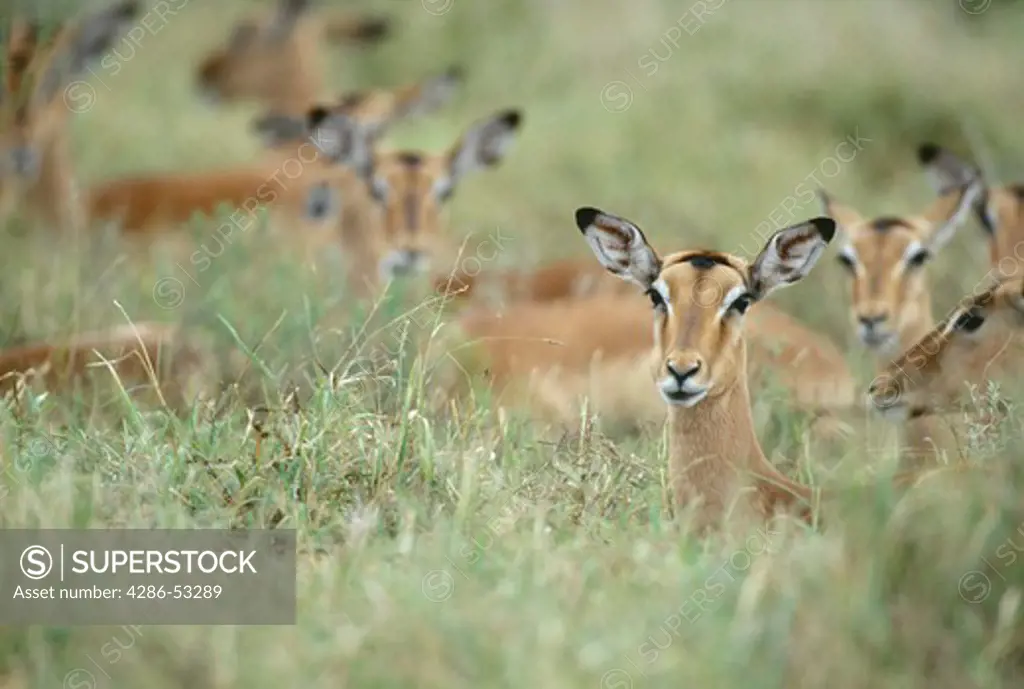 Herd of female Impala deer snoozing in the  grassy fields in Kruger National Park, South Africa, Aepyceros melampus melampus. 