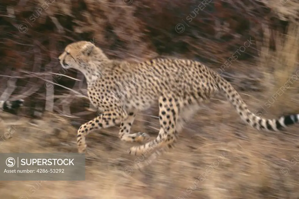 Side view of a cheetah running through the tall grass in Okonjima Guest Farm, Namibia, Africa, Acinonyx jubatus. 