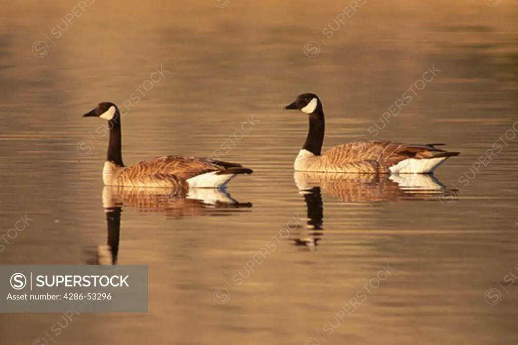 Pair of Canadian geese paddling on the surface of the water, Branta canadensis. 