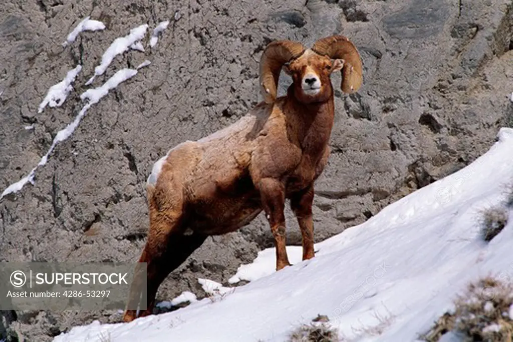 Bighorn sheep ram climbing a snow covered rocky hill side in Yellowstone National Park, Ovis canadensis. 