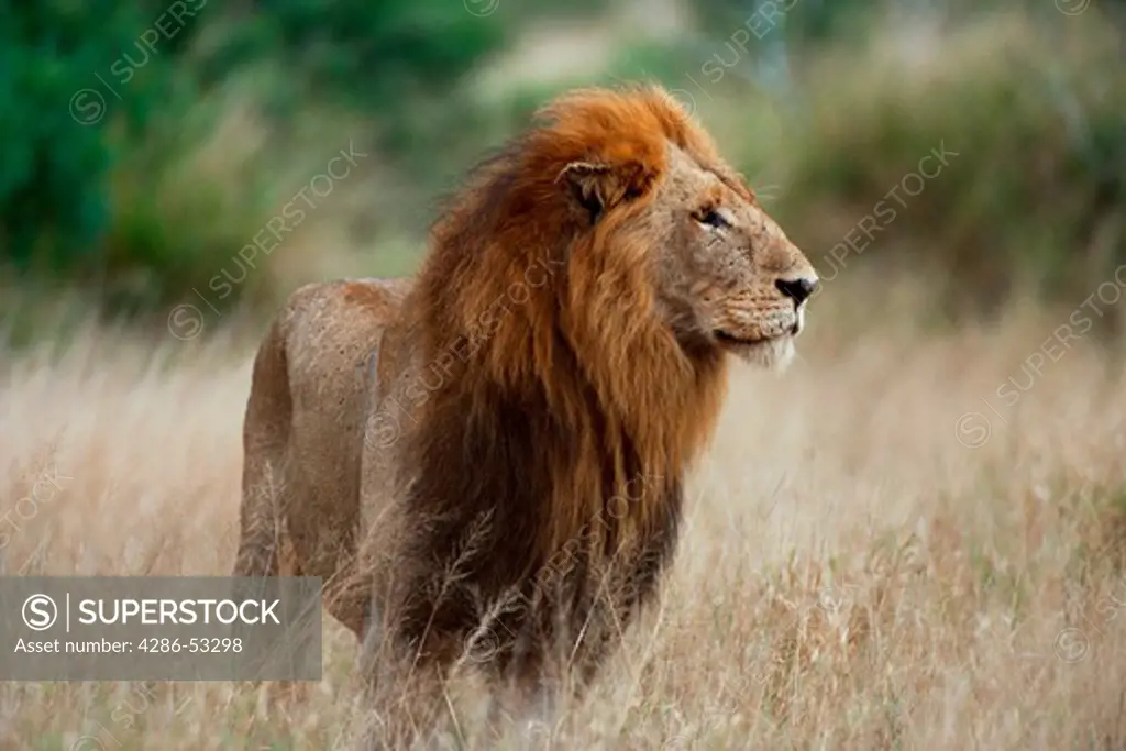 Large, male African lion standing in the brush on the plains  in Masi Mara, Kenya, Africa, Panthera leo.