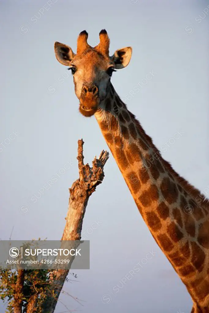 Giraffe walking through the African plains in Kruger National Park, South Africa, Giraffa camelopardalis. 