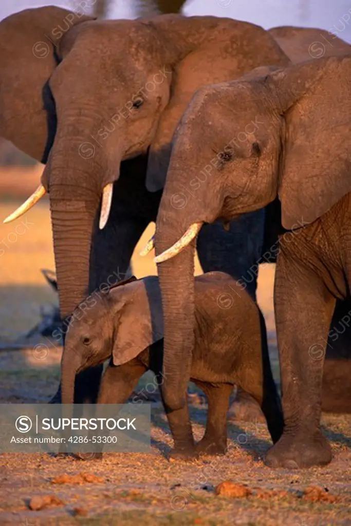 A pair of large elephants and a calf walking with each other in Masi Mara, Kenya, Africa, Loxodonya africana. 