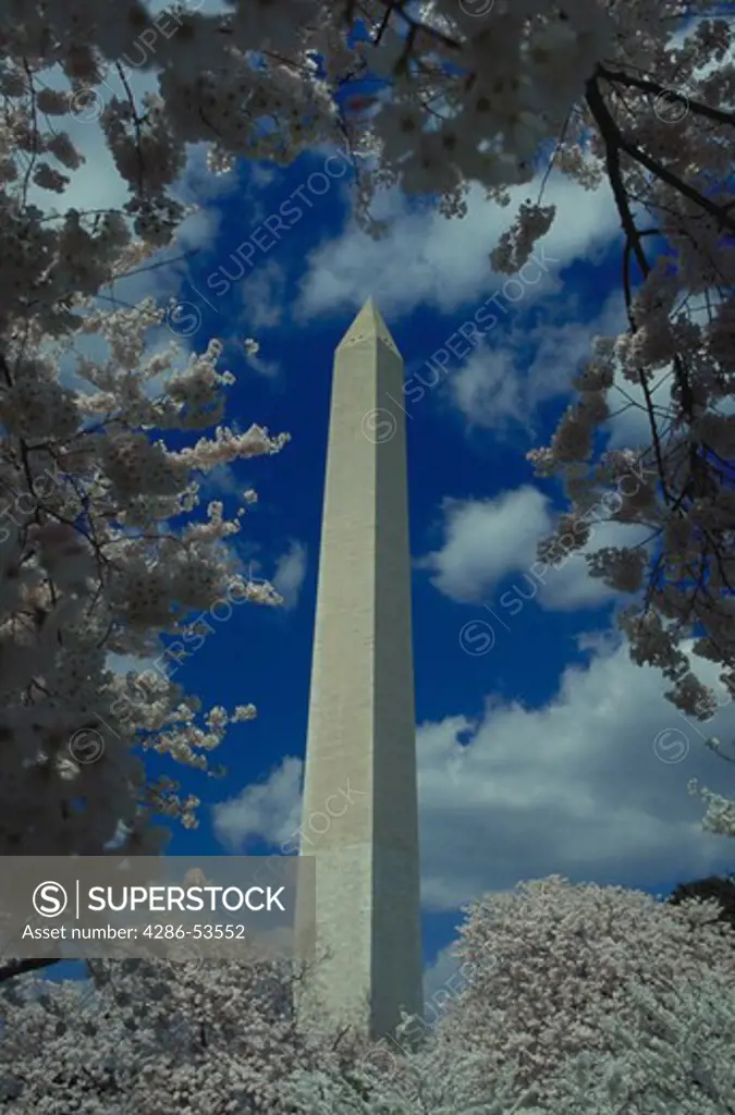 View of the Washington Monument and blue sky and clouds through the Cherry Blossoms, Washington, DC.