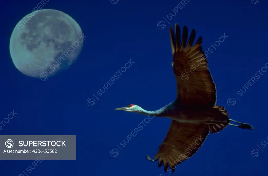 FLYING SANDHILL CRANE AND MOON Grus canadensis. This photo is a double exposure of the moon and a wild sandhill crane. The photo was taken in the Basque del Apache National Wildlife Reserve near Socorro, New Mexico in March. An extensive file of Sandhill cranes and other cranes and herons are available.