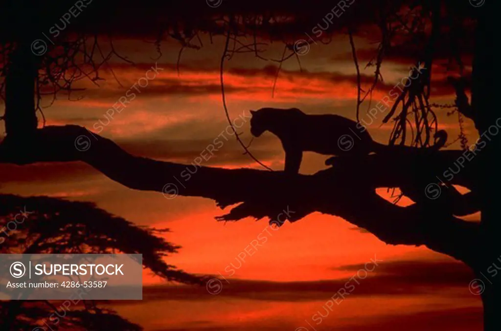 SITTING LEOPARD AND SUNSET endangered species, Panthera pardus This photo was taken of a wild leopard in the Serengeti National Park in Tanzania, Africa during the month of February. An extensive file of African animals and birds are available.
