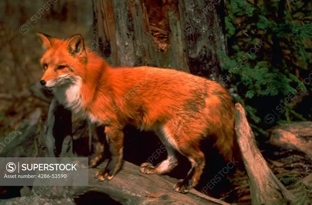 RED FOX ON ROTTEN LOG Vulpes fulva This photo was taken of a wildlife model in the Flathead Valley of Montana in April. An extensive file of fox's and other Rocky Mountain animals are available.