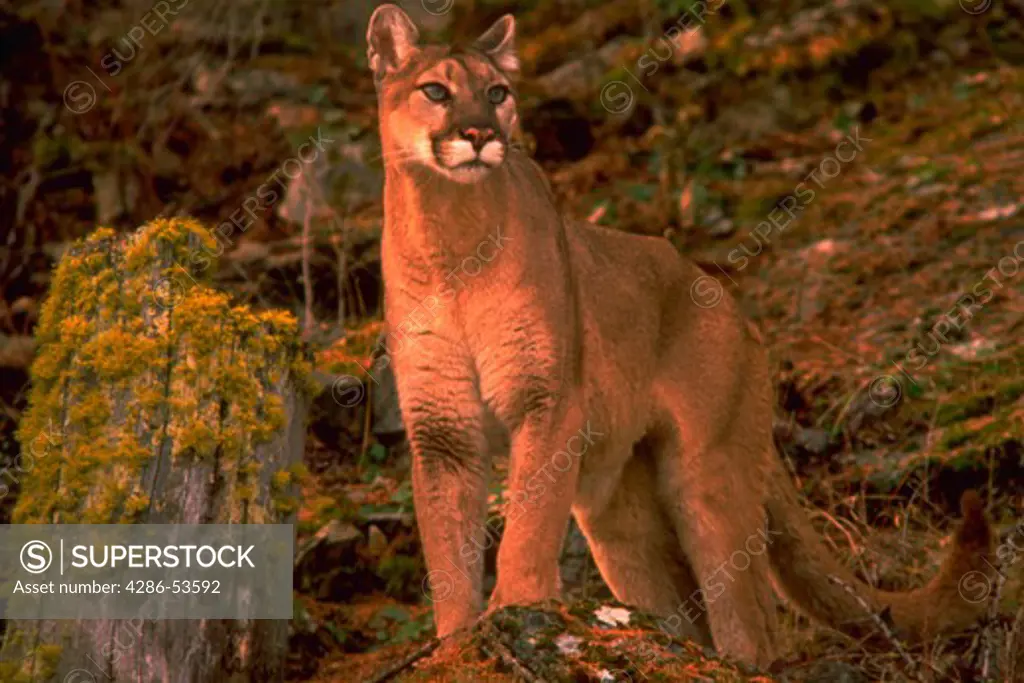 ALERT MOUNTAIN LION Felis concolor. This photo was taken of a wildlife model in the Flathead Valley of Montana in January. An extensive file of mountain lion's and other Rocky Mountain animals are available.