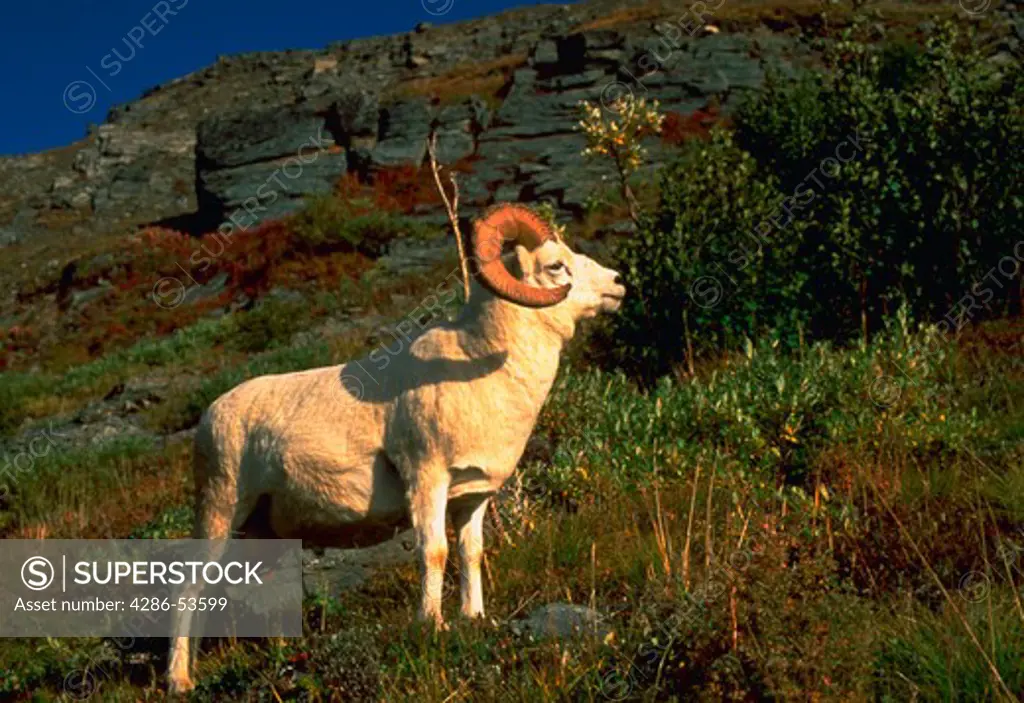 DALL SHEEP RAM Ovis dalli This photo was taken of a wild sheep in Denali National Park, Alaska in September. An extensive file of sheep and other Alaskan animals is available.