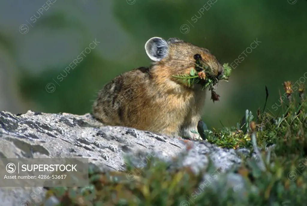 PIKA WITH WINTER FOOD