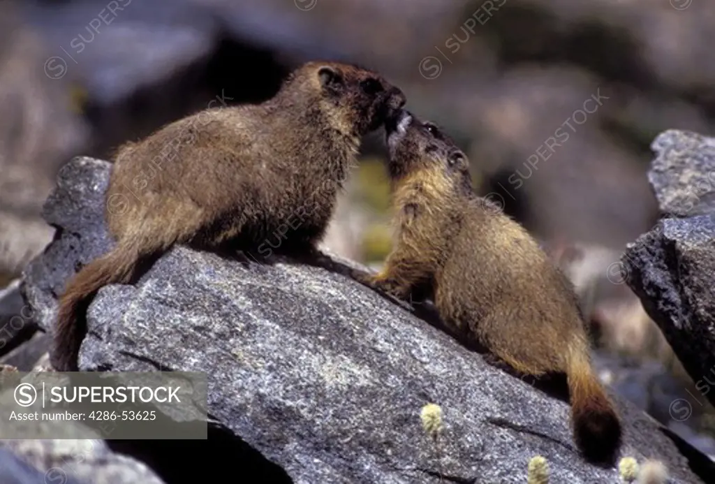 TWO GREETING MARMOTS