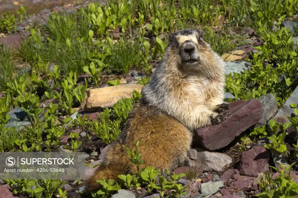 FACE VIEW OF HOARY MARMOT 