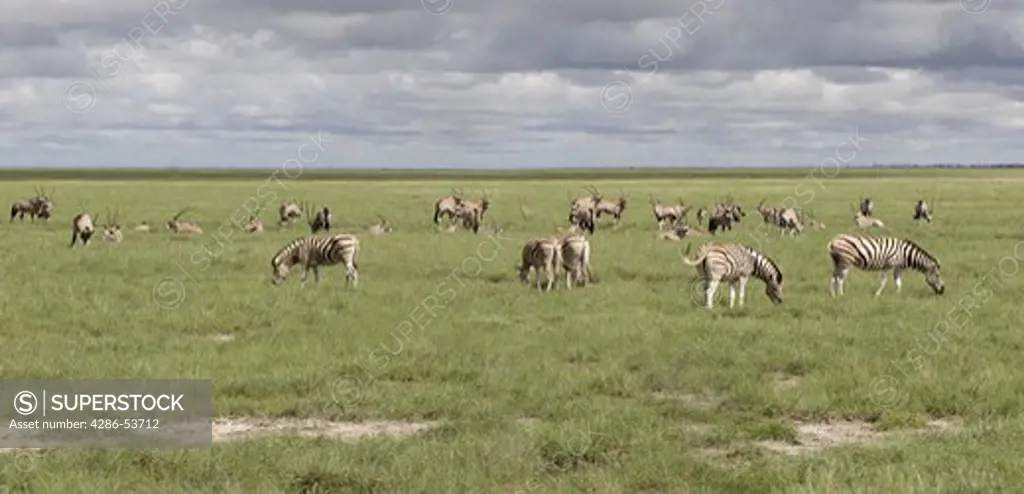 BURCHELL'S ZEBRA & ORYX ON PLAINS 