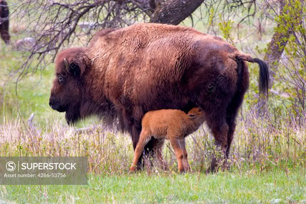 COW BISON AND SUCKLING CALF 