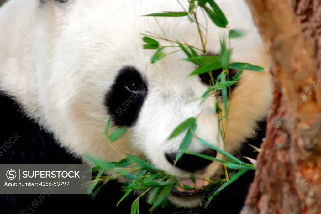 GIANT PANDA EATING BAMBOO 