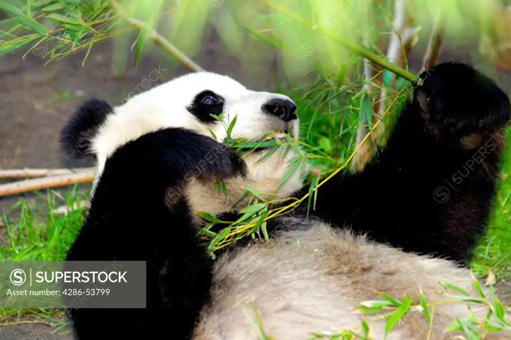 GIANT PANDA EATING BAMBOO LEAV#5 