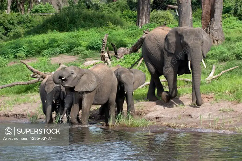 ELEPHANTS WITH BABY DRINKING 