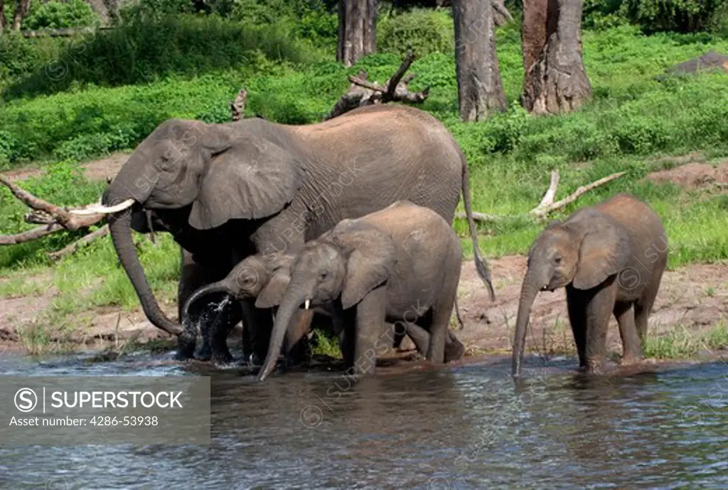ELEPHANTS DRINKING 