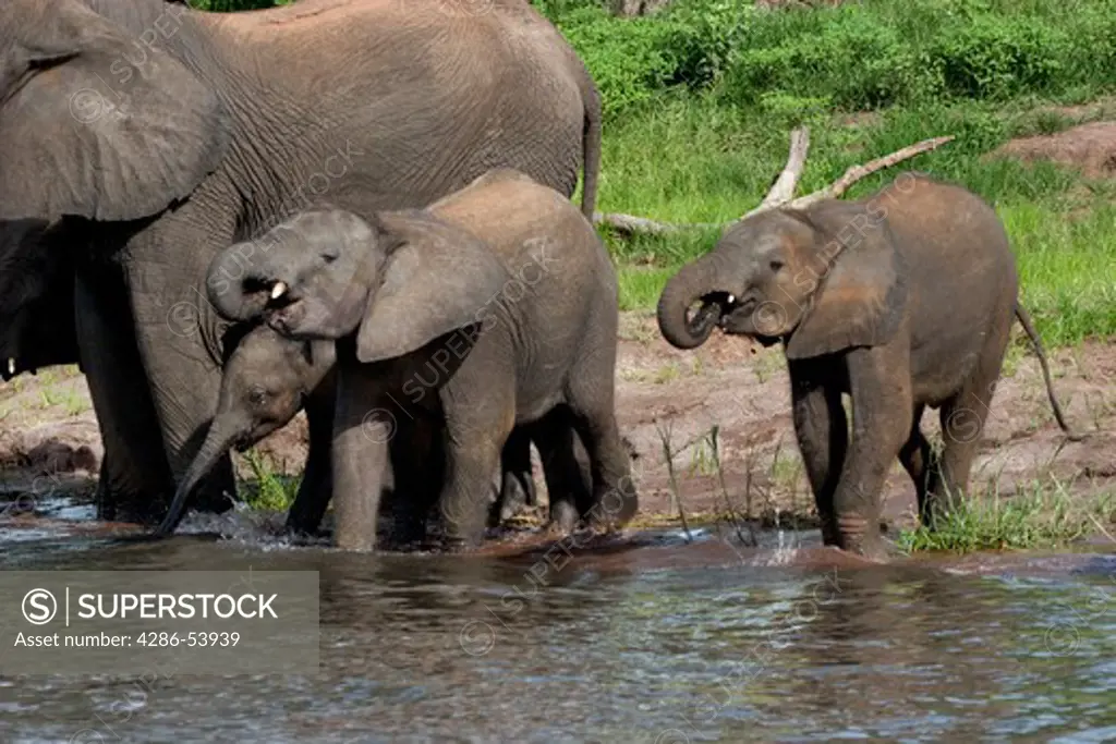 THREE SMALL ELEPHANTS DRINKING 