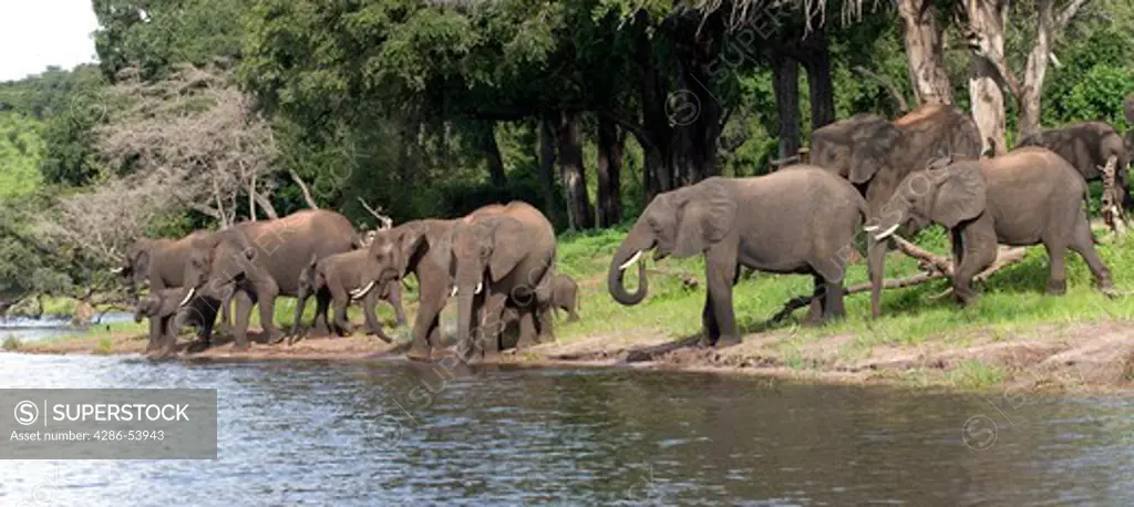 ELEPHANT HERD AT RIVER 