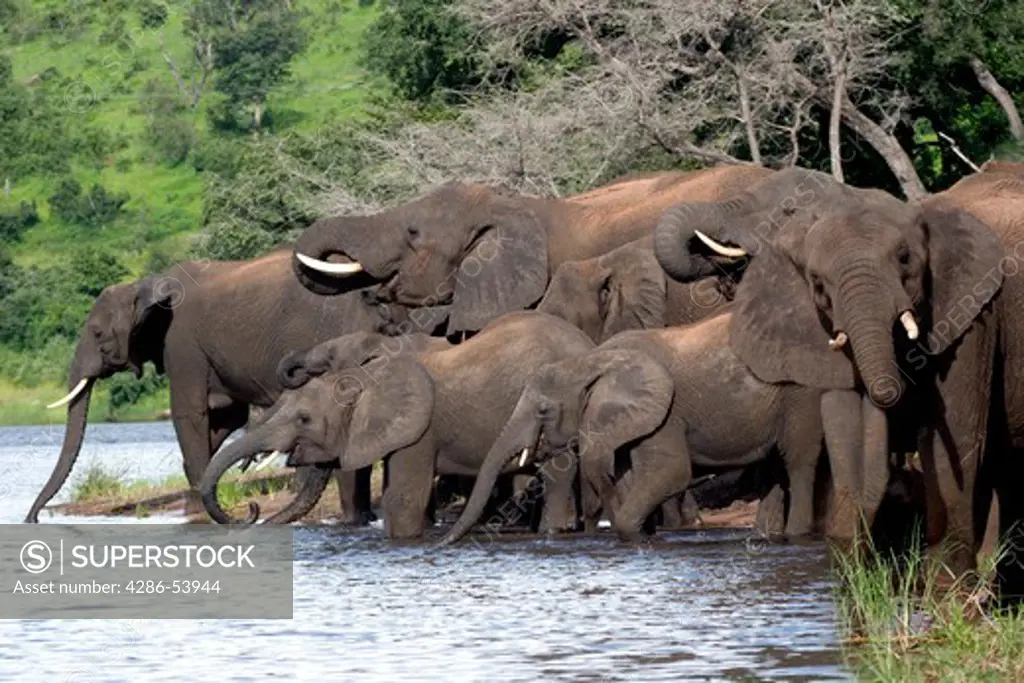 ELEPHANTS AT THE RIVER 