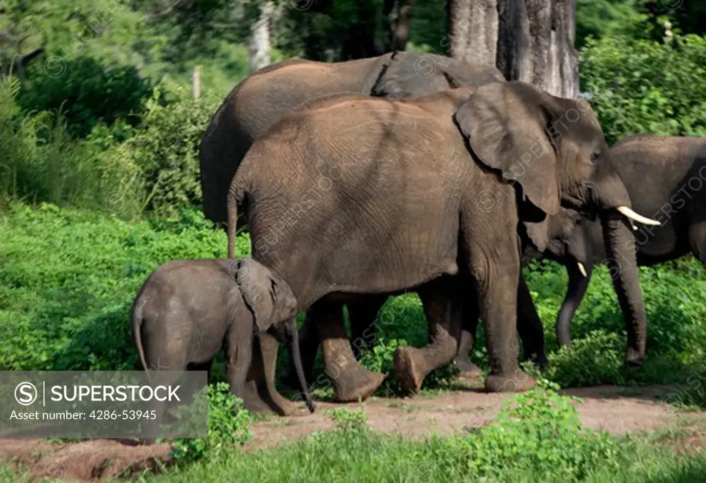 MOTHER AND YOUNG ELEPHANTS 