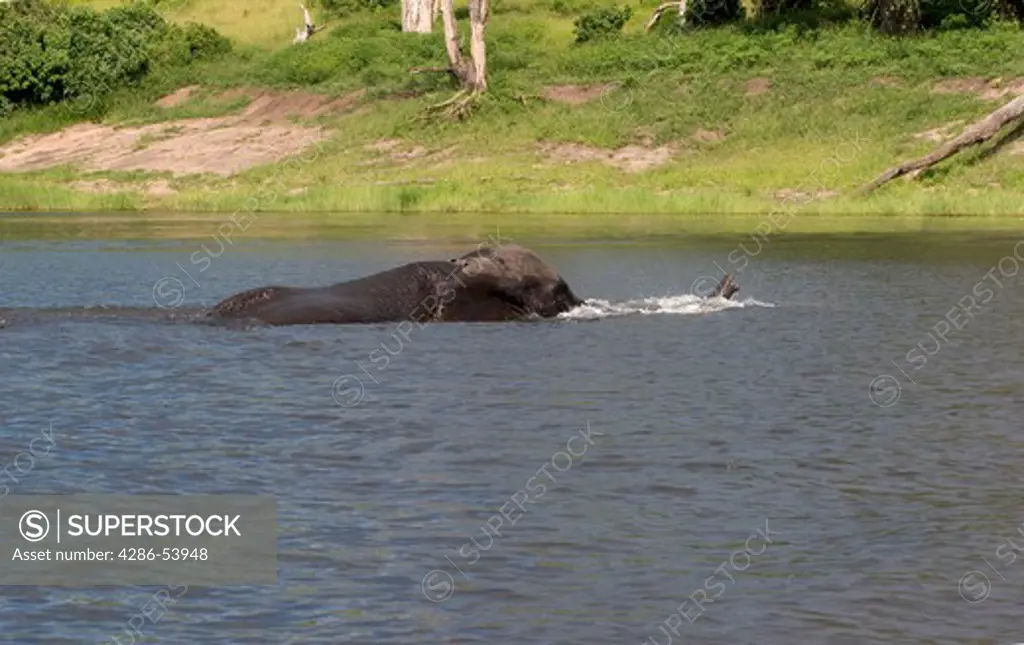 ELEPHANT WADING CHOBE RIVER 