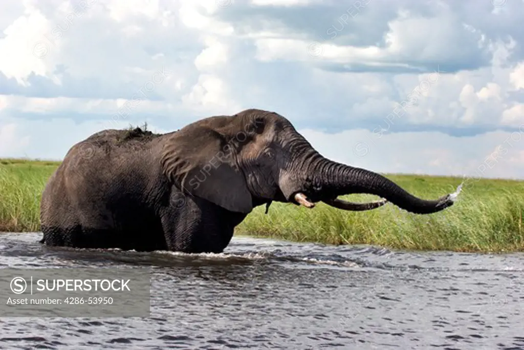 BULL ELEPHANT SQUIRTING WATER 